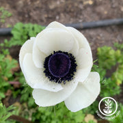 Anemone Bulbs - Carmel White