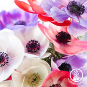 Anemone Bulbs - Galilee Pastel