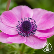 Anemone Bulbs - Galilee Pink