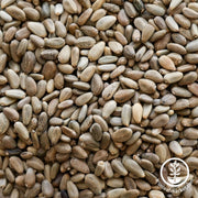 Artichoke Seeds - Purple Romagna - Clearance Seeds