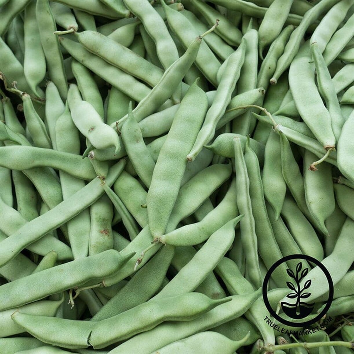 Bean Seeds - Bush - Roma II