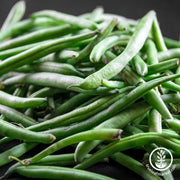 Bean Bush kentucky Wonder