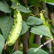 Bean-Winged