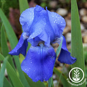 Bearded Iris Bulbs - Dark Blue