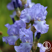 Bearded Iris Bulbs - Light Blue
