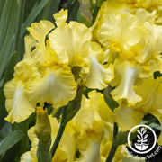 Bearded Iris Bulbs - Yellow