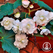 Begonia Tubers - Odorata - Angelique