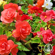Begonia Tubers - Odorata - Red Glory
