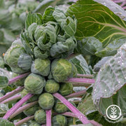 Brussel Sprouts Catskill