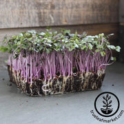 Cabbage Red Acre Microgreens