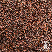 Cabbage Seeds - Green Express - Clearance Seeds