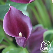 Calla Lily Bulbs - Accent