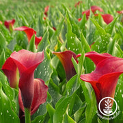 Calla Lily Bulbs - Red Charm