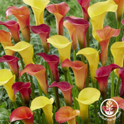 Calla Lily Bulbs - Tequila Sunrise Blend
