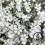 Cerastium Seeds - Snow In Summer - Biebersteinii White