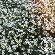 Cerastium Seeds - Snow In Summer - Tomentosum