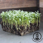 Cilantro Slow Bolt Organic