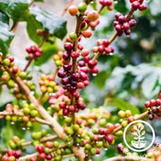 Coffee Seeds - Coffea Arabica Nana Beans
