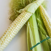 Corn-Popcorn-Japanese-Hulless