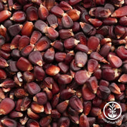 Corn Seeds - Ornamental - Bloody Butcher - Clearance Seeds