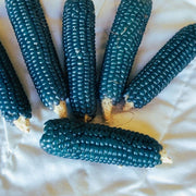 Corn Popcorn Miniature Blue