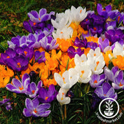 Crocus Vernus Bulbs - Mixed