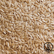 Cucumber Seeds - White Wonder - Clearance Seeds