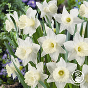 Daffodil Bulbs - Trumpet 'Mount Hood'