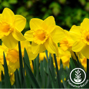 Daffodil Bulbs - Large Cupped 'Carlton'