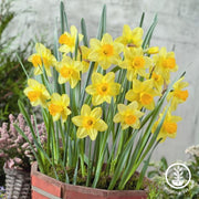 Daffodil Bulbs - Large Cupped 'Fortune'