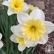 Daffodil Bulbs - Large Cupped 'Ice Follies'