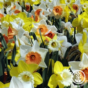 Daffodil Bulbs - Mixed Trumpets