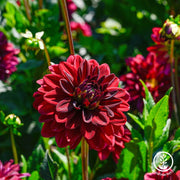 Dahlia-Bulbs-Arabian-Night