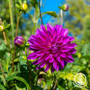 Dahlia Bulbs Thomas A. Edison 