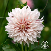 Dahlia Bulbs - Cafe Au Lait