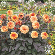 Dahlia Bulbs - David Howard