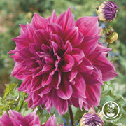 Dahlia Bulbs - Emory Paul