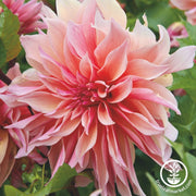 Dahlia Bulbs - Labyrinth