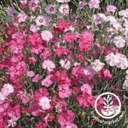 Dianthus Seeds - Cottage Pinks