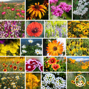 Wildflower Seeds - Dry Land Mix Collage