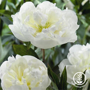 Duchess-de-Nemours