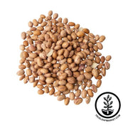 Bean Seeds - Dwarf Horticulture Taylor