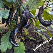 Eggplant-Japanese-Kurume-Long-Retail-Ready