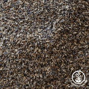 Endive Seeds - Castelfranco - Clearance Seeds