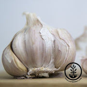Garlic Bulbs - Hardneck - Musik Bulb