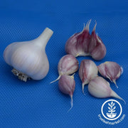 Garlic Bulbs - Hardneck - Duganski Bulb