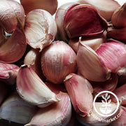 Garlic Bulbs - Softneck - Tinchelium Red Bulb