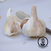 Garlic Bulbs - Softneck - Nootka Rose Bulb