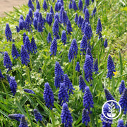 Grape Hyacinth Bulbs - Muscari Armeniacum