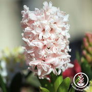 Hyacinth Bulbs - Pink Surprise